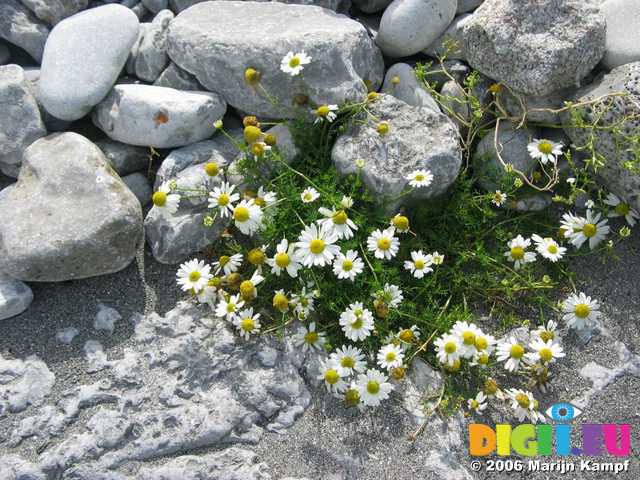 19197 Flowers on the beach